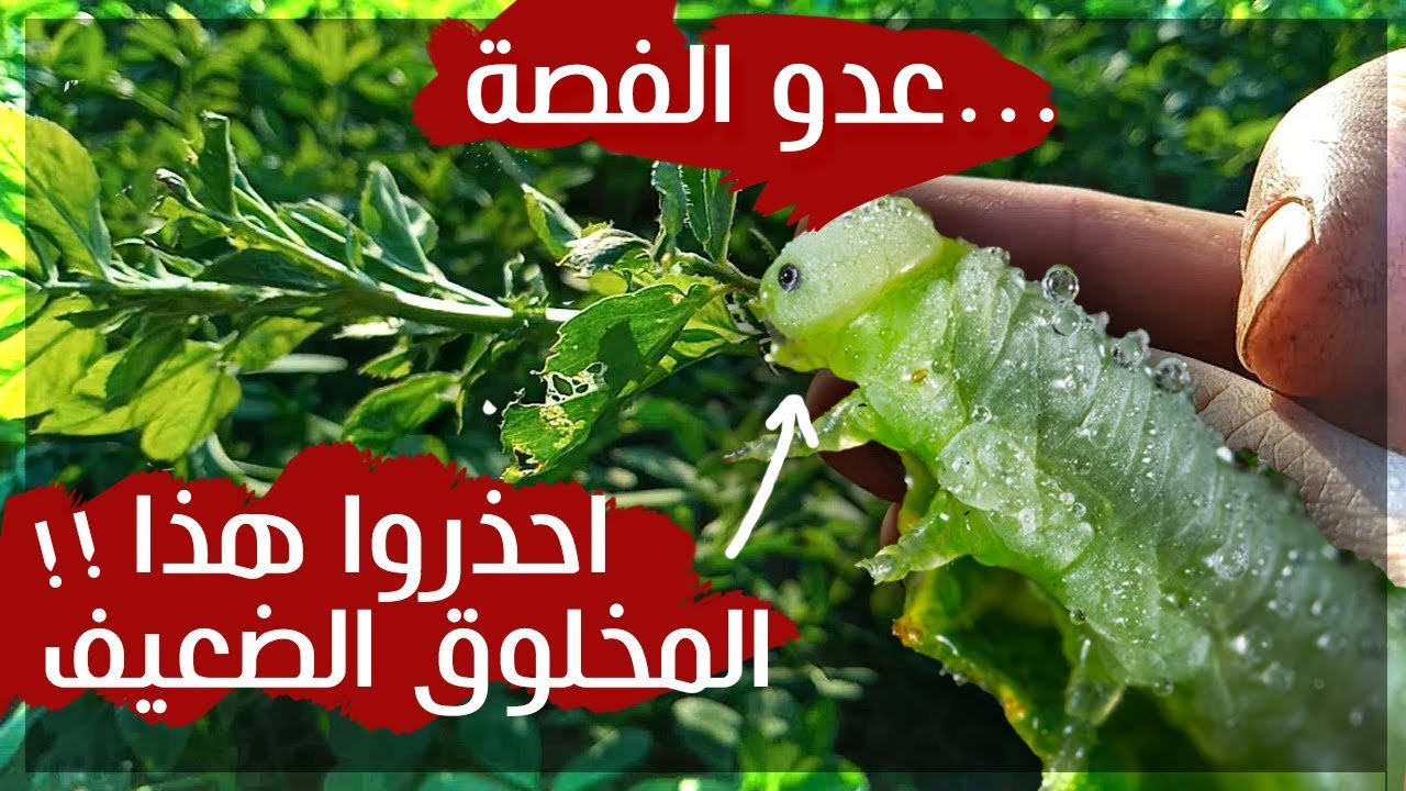 ان رأيــت احد هذه الأعــراض في حقل الفصة عليك التصرف فورا !! | الآفات التي تصيب البرسيم الحجازي