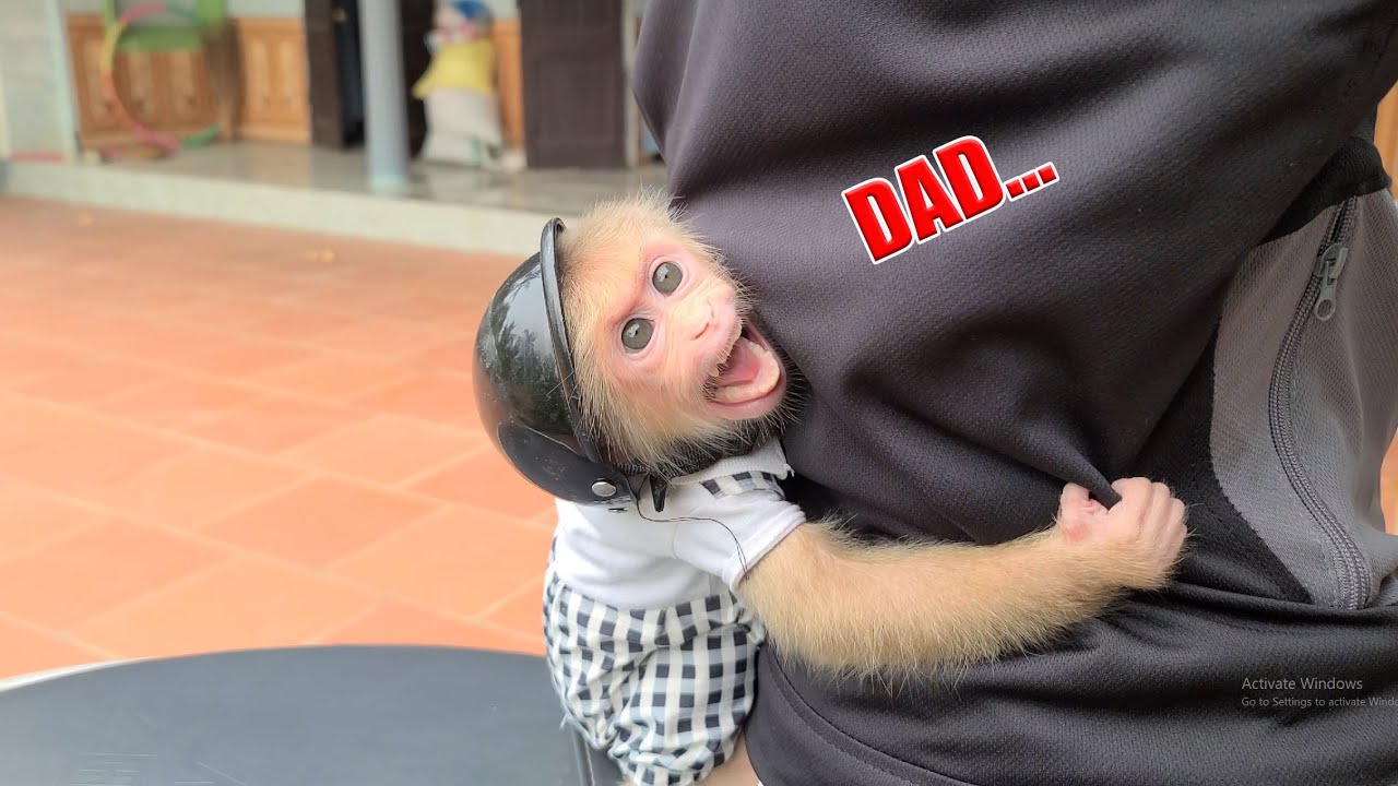 Baby Monkey David cried and begged Dad to go out