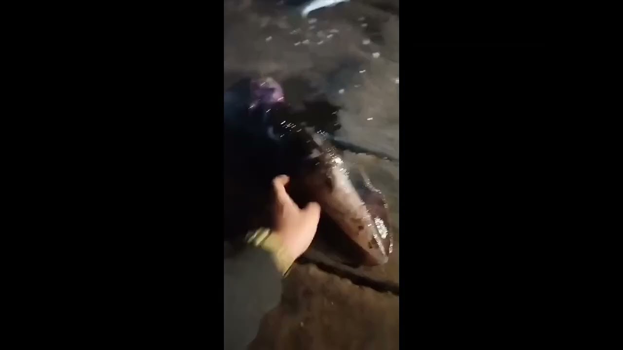 Squid Calamari fishing Red sea صيد الكليمارى  بالعين السخنة ومرفق بعض أنواع الرابلات أخر الفيديو 