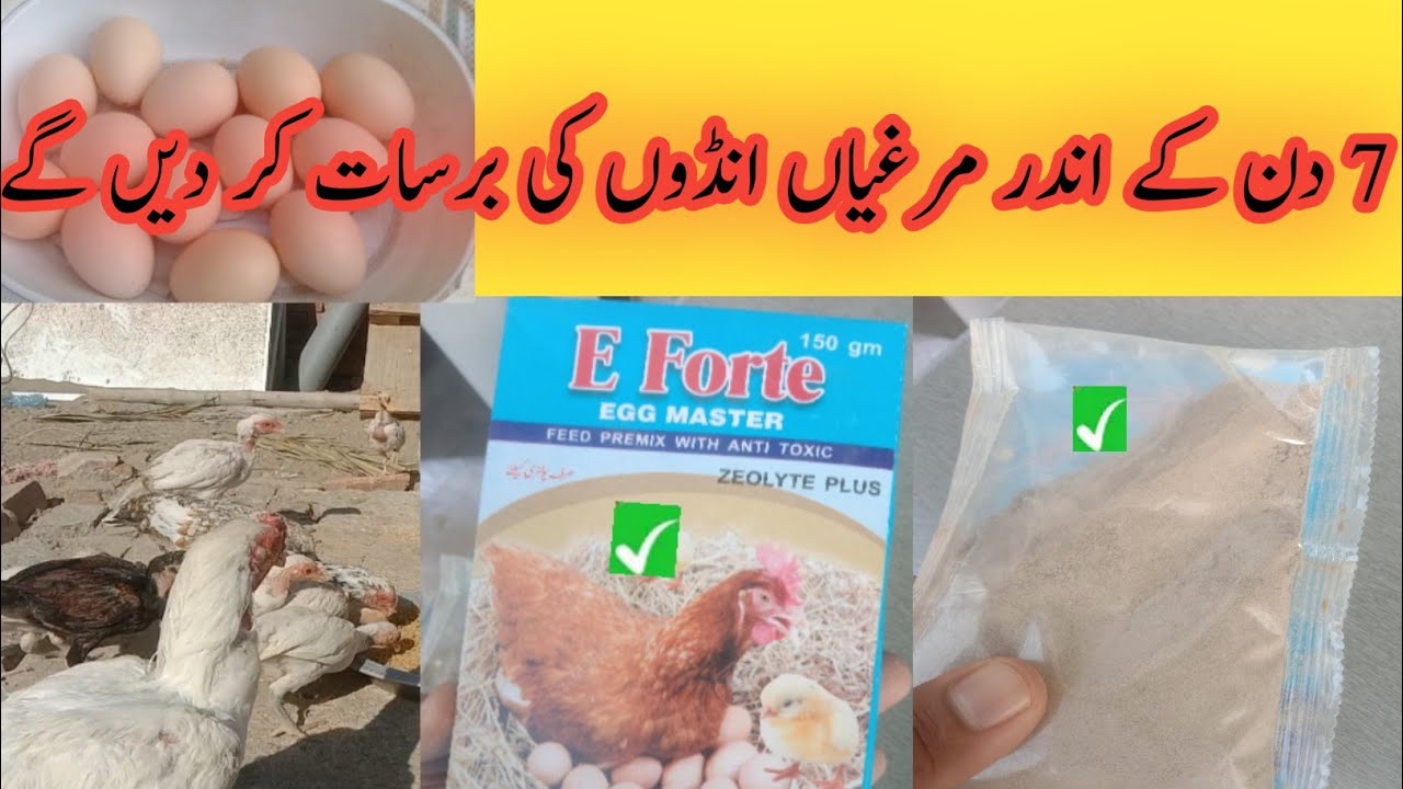 مرغی انڈے نہیں دیتی 