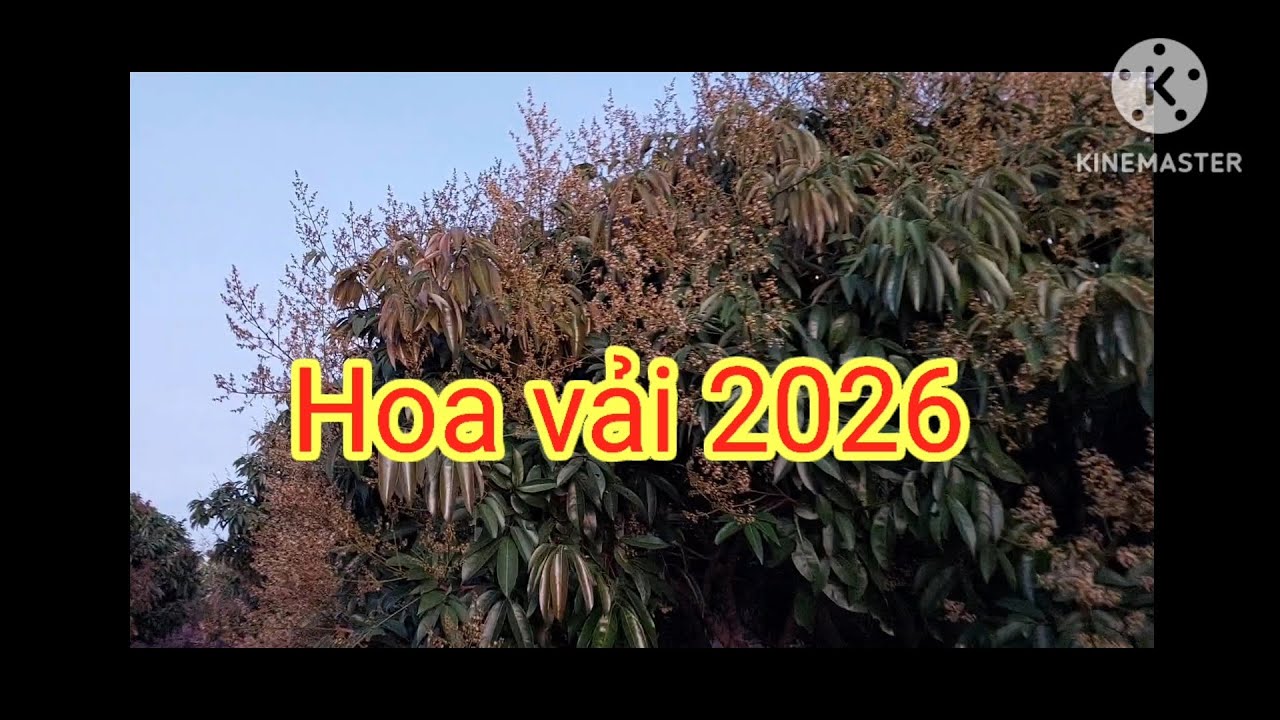 Nguyên nhân hoa vải kẹp lộc. Cập nhật tình trạng hoa vải 2026. KT Nông Nghiệp.