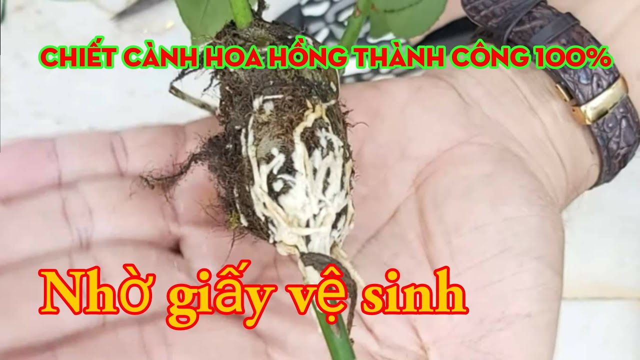 Chiết Cành Hoa Hồng bằng giấy vệ sinh thành công 100%