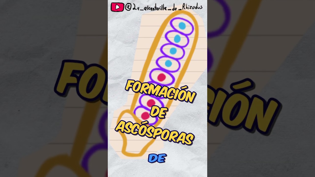 Trato de resumirte a los Ascomicetos/ Phylum Ascomycota