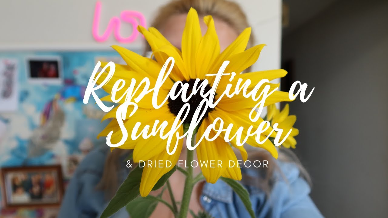 Replanting a Sunflower in a pot & Dried Flower Decor 🌻