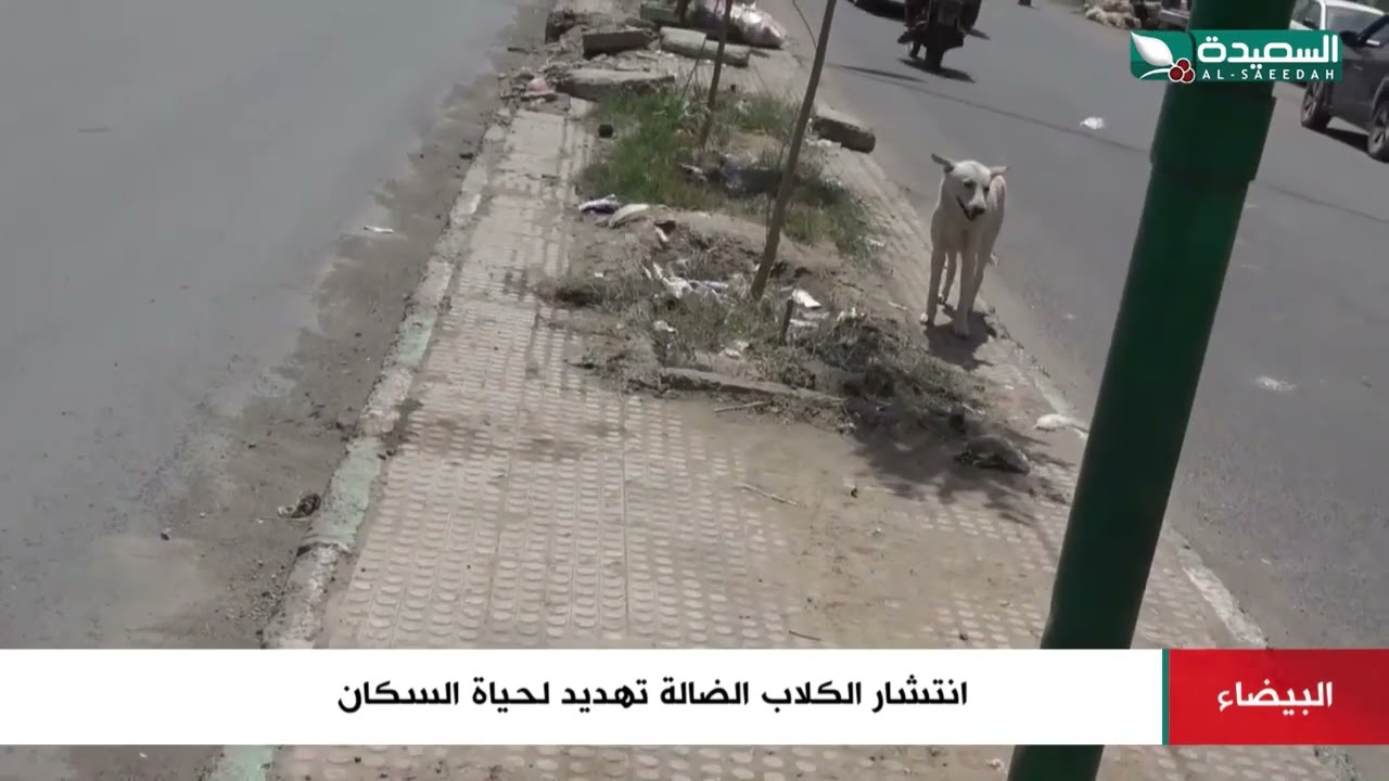 شاهد إنتشار الكلاب الضالة وكيف تهدد حياة السكان في البيضاء