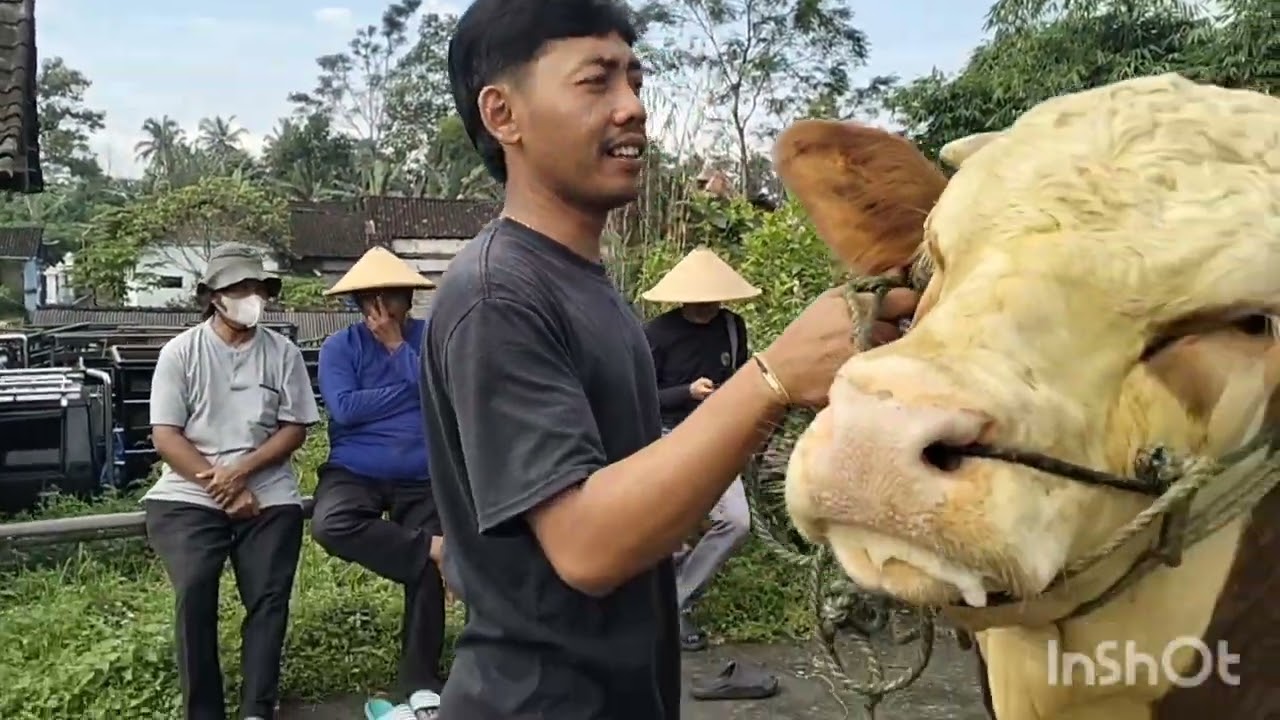 Lapak lemon pasar sapi  ampel boyolali