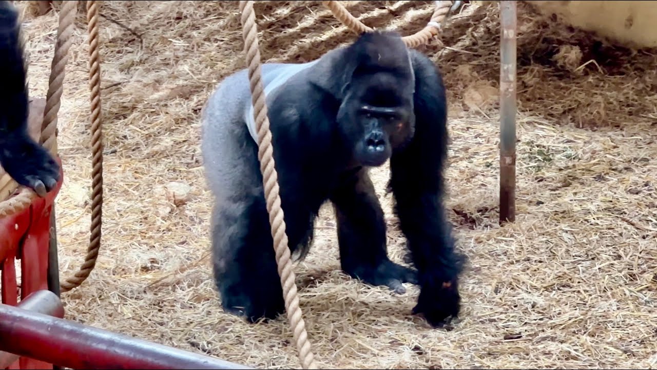 Viking, the new silverback is being Introduced to the group (PART 3)