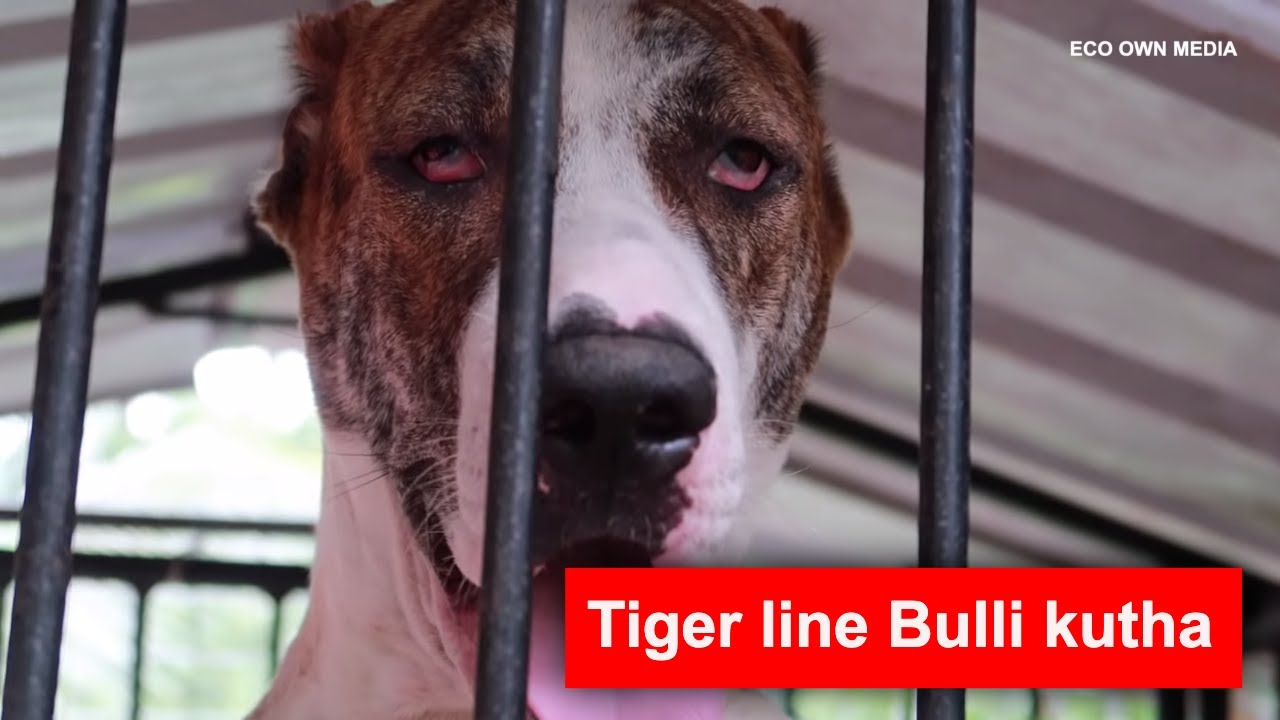 ബുള്ളി കുത്ത | Tiger line Bulli kutha Indian Mastiff or Pakistani Mastiff