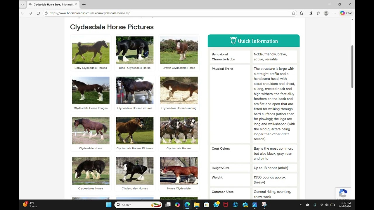 COMMON HORSE BREEDS!