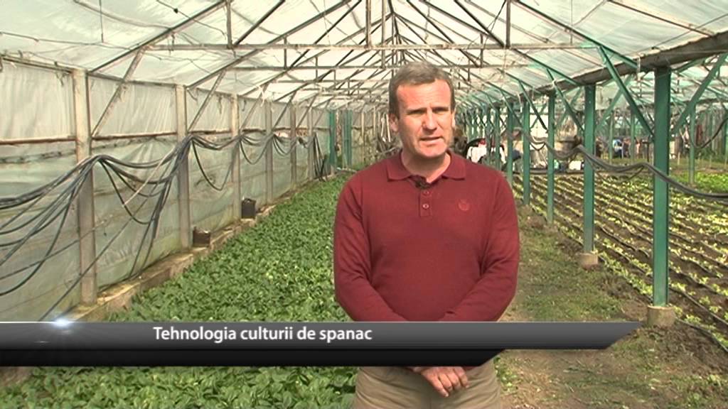 Tehnologia culturii de spanac