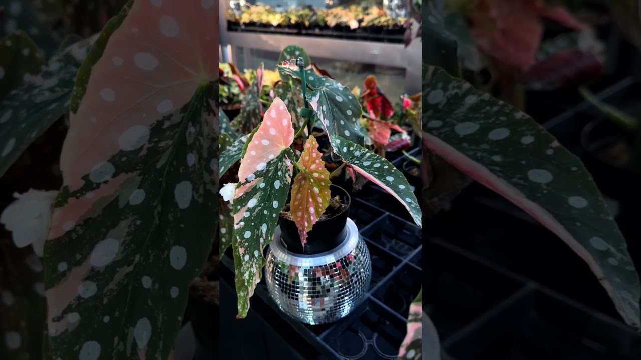 Международная выставка ароидных растений IAS 🌿 Внутри теплиц Aroid: потрясающий тур по стенду IAS