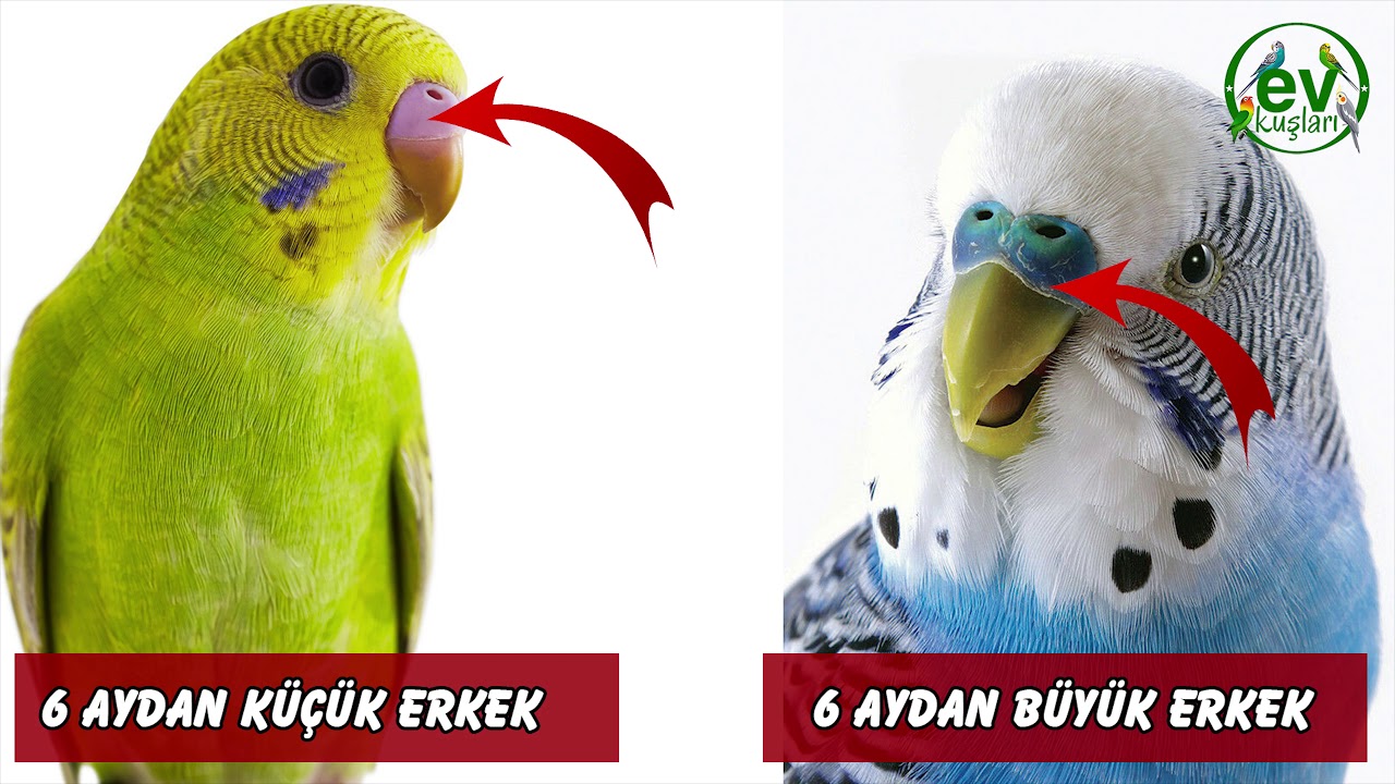 Muhabbet Kuşu Yaşı Nasıl Anlaşılır?