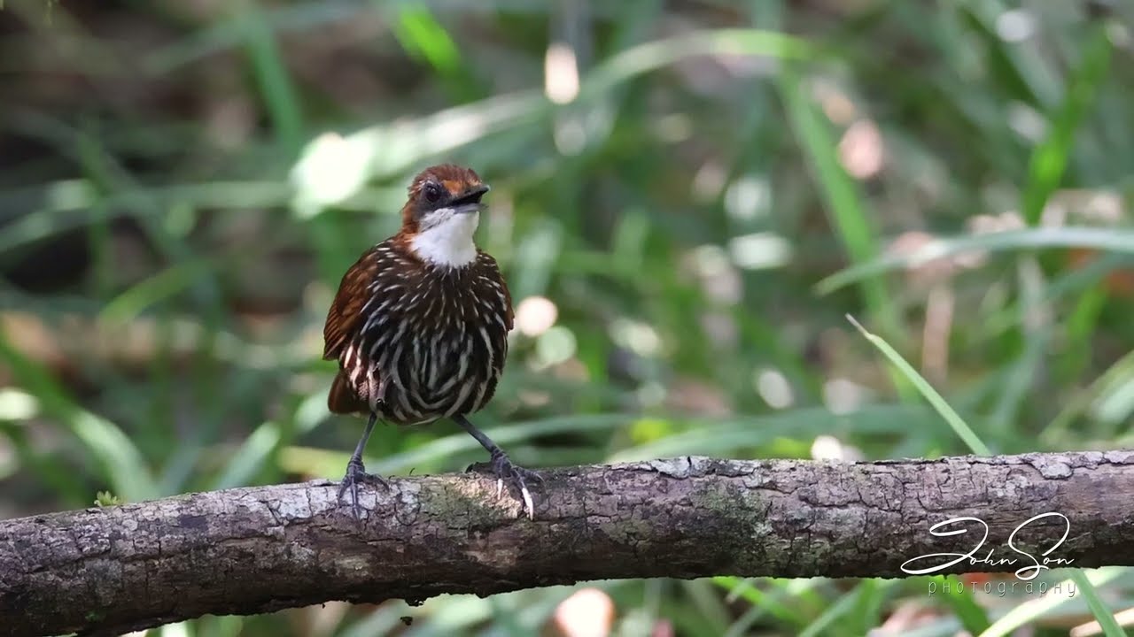 Falcated Wren-Babbler