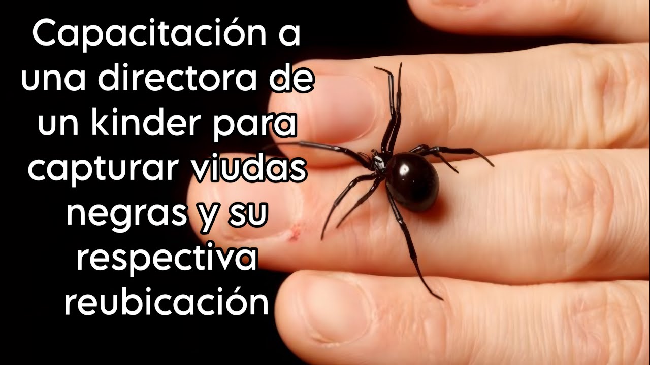 Capacitación de captura de viudas negras y su reubicación #capacitación #educacionambiental #fyp 