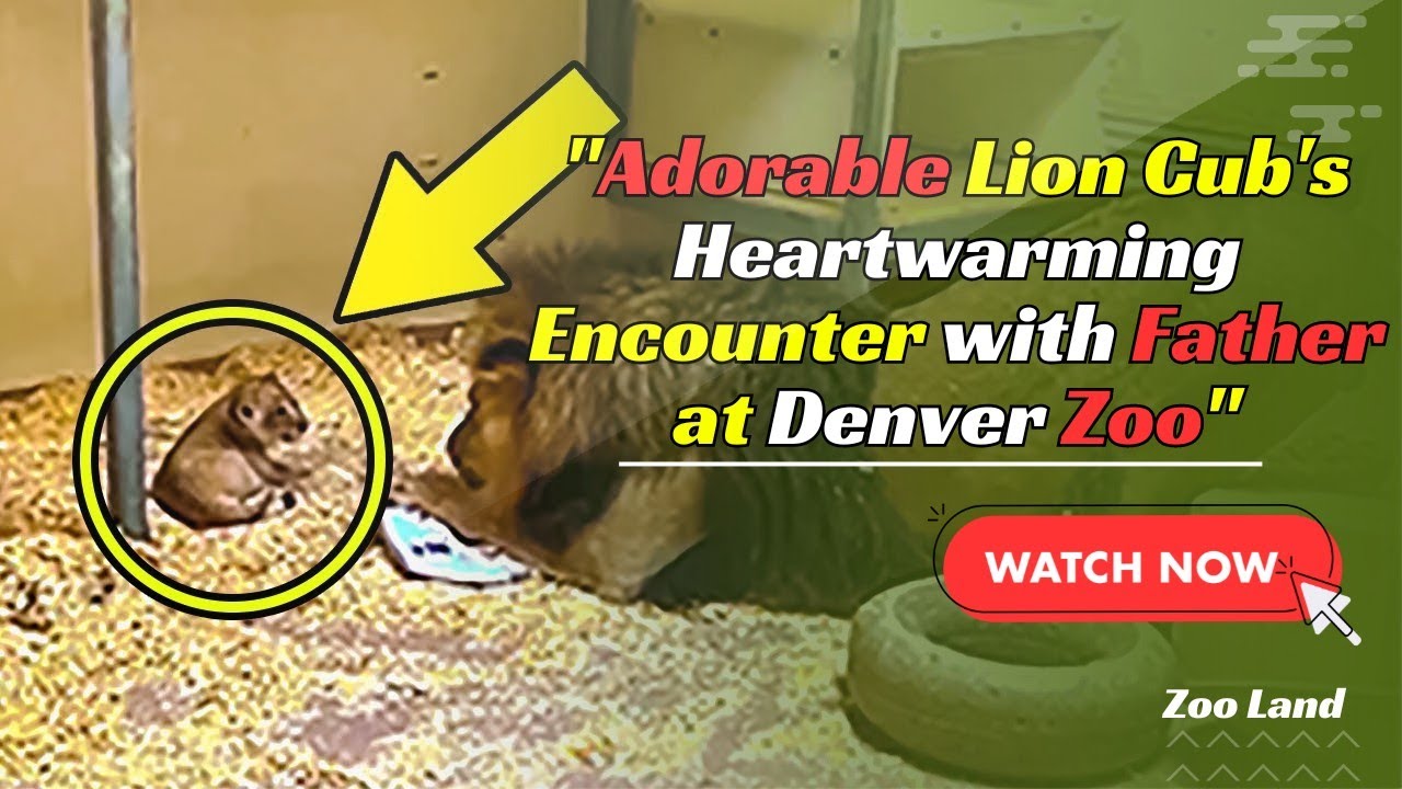 Lion Father Meets His Newborn Cub in Touching Moment
