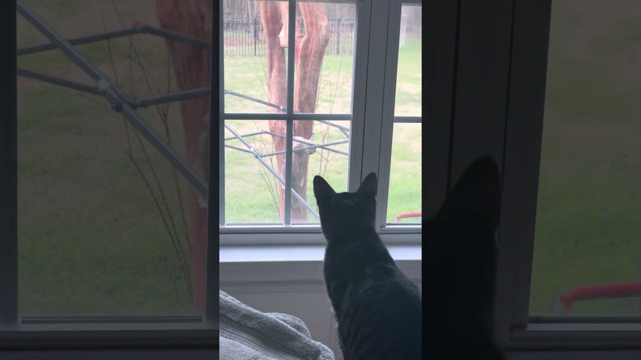 How did outdoor cat get down? #cat #catsofyoutube #cathunting #ytcat #catlovers #tabbycat