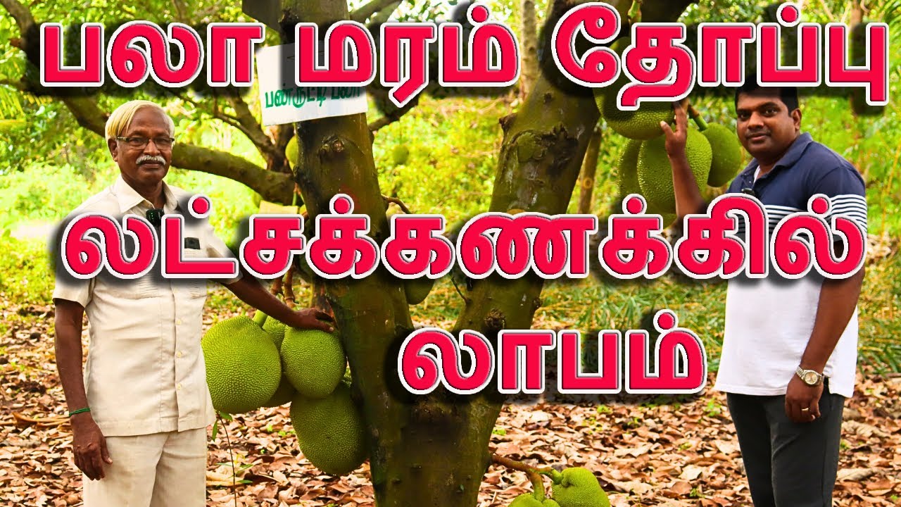 How to Grow a Profitable Jackfruit Business Tips for Success  #jackfruit #business