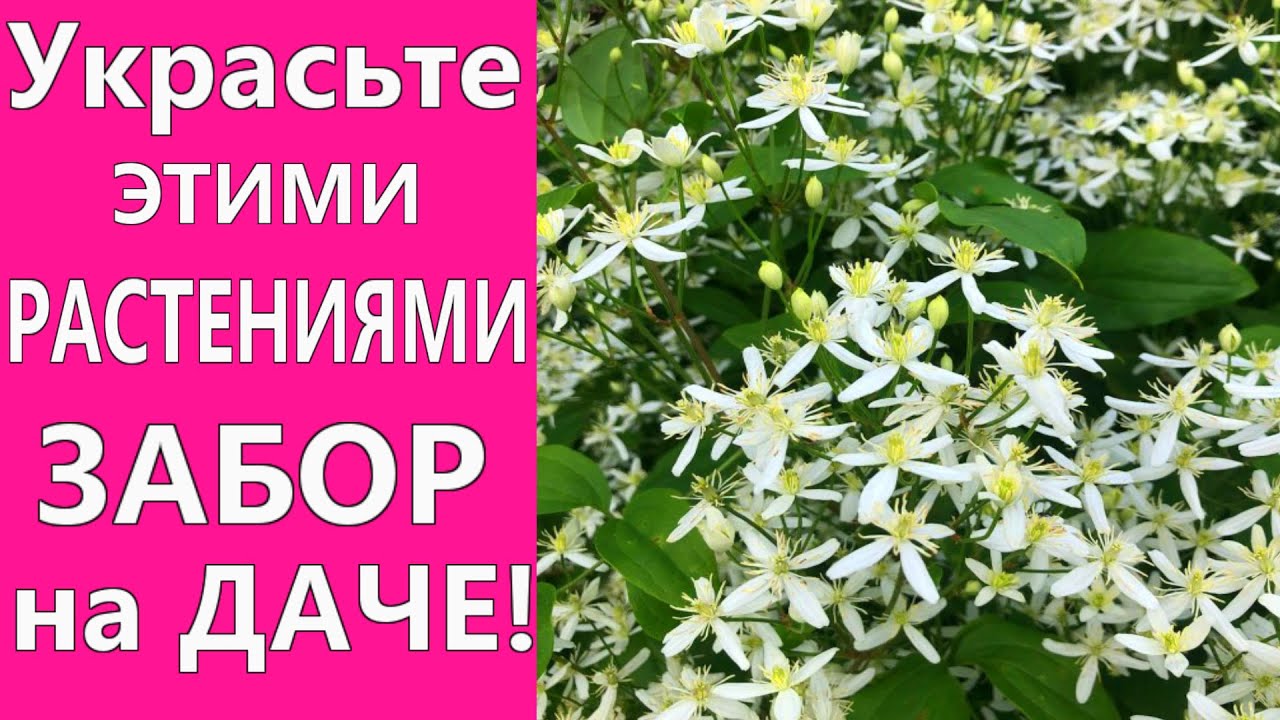 ✅Самые красивые растения для украшения забора на даче. Посадите эти цветы возле забора!