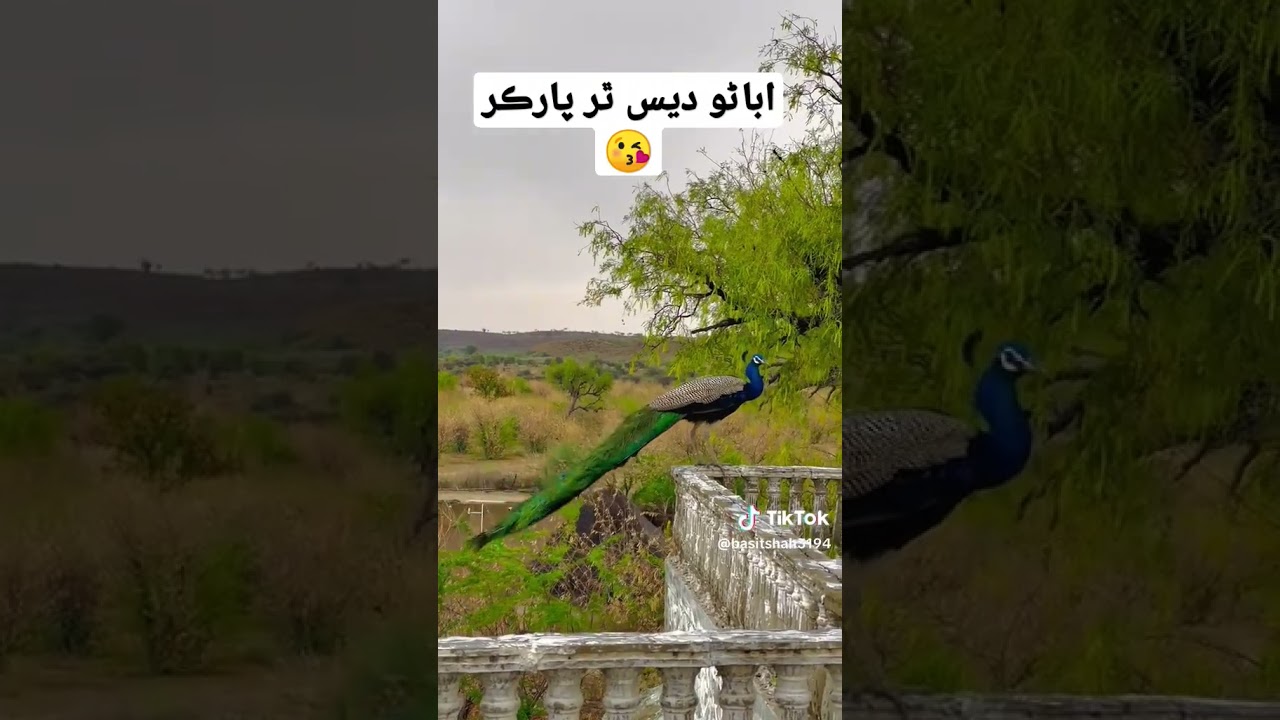 Plz Subscribe to our channel for more Thar parkar beautiful videos 🙏😘🙏😘🙏💞