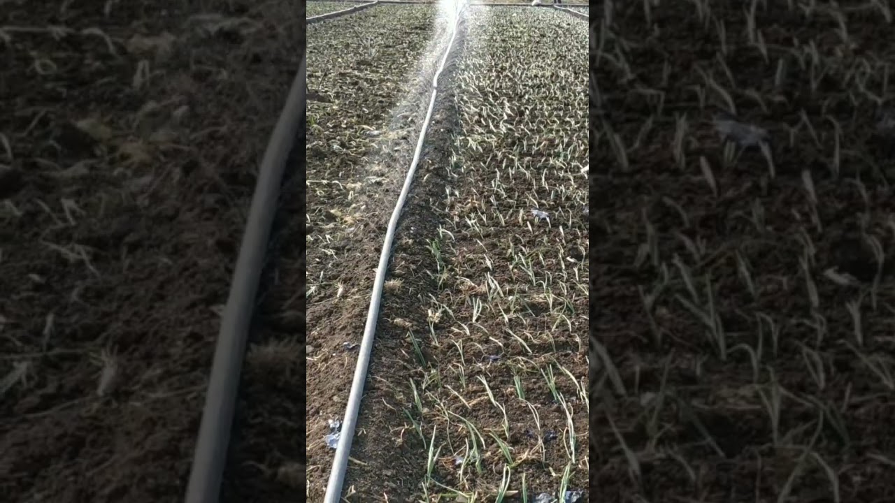 Rain Pipe For Onion..