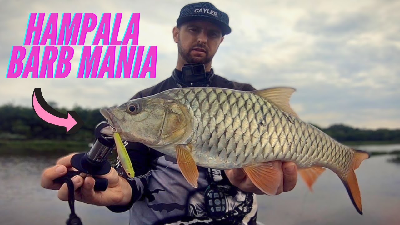 Gone Fishin' for Hampala Barb : Angling Adventures in MURKY Waters! #ikansebarau #hampalabarb