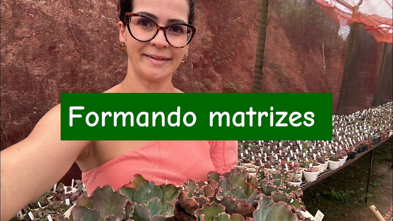 Cuidados e dicas pra formar matrizes de Gibifloras 