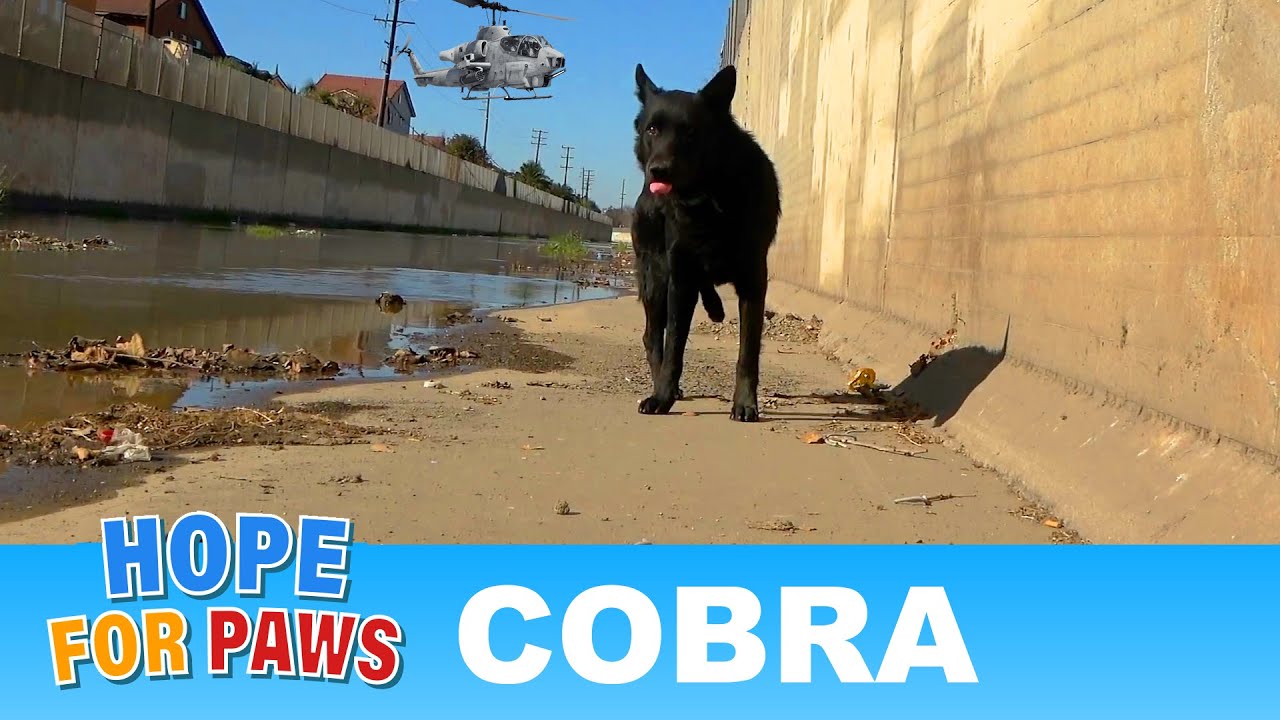 German Shepherd stuck in the L.A. River until Loreta and I were called! Happy Valentine's Day!