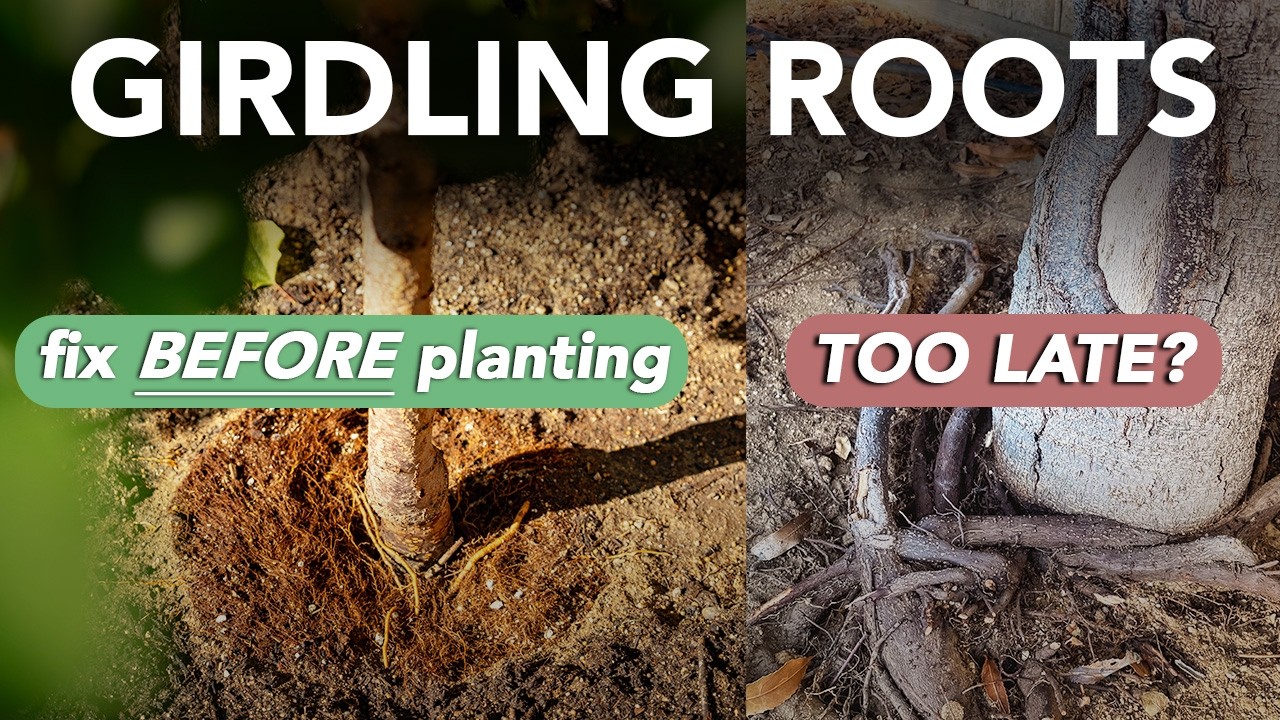 Identify, Expose, and Correct GIRDLING ROOTS On Your New Fruit Trees Before Its TOO LATE!