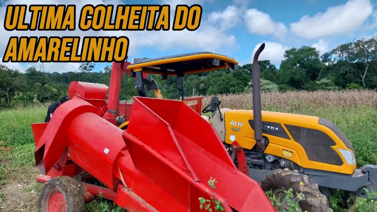 COLHENDO MILHO COM FOGUETINHO PENHA