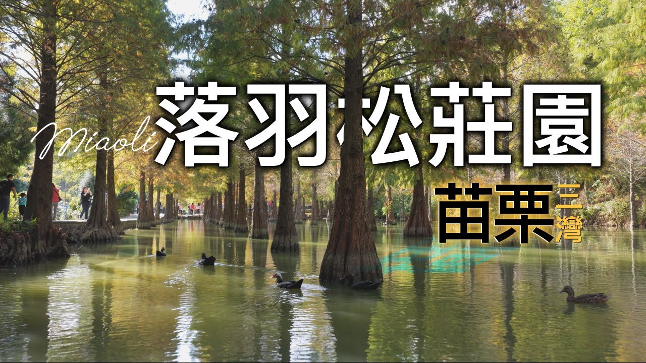 苗栗三灣落羽松秘境｜水漾夢幻漸層森林｜私人莊園免門票｜台３線101K處｜季節限定  #空拍