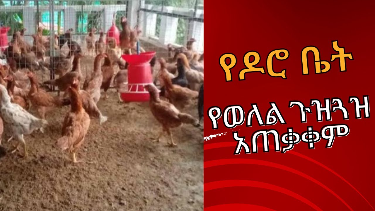 የዶሮ ቤት የወለል ጉዝጓዝ አጠቃቀም/የጥሩ ጉዝጓዝ ባህሪያትች