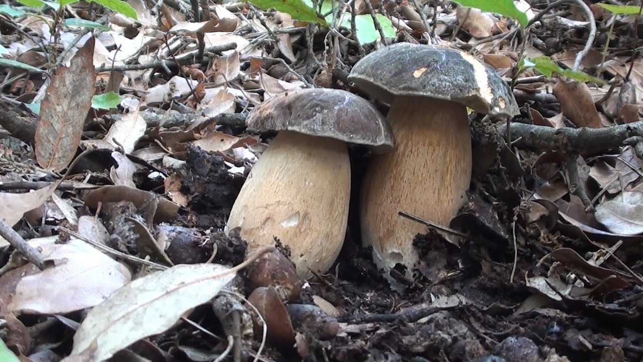 Il tango dei porcini neri !!! un video di diavolorosso -