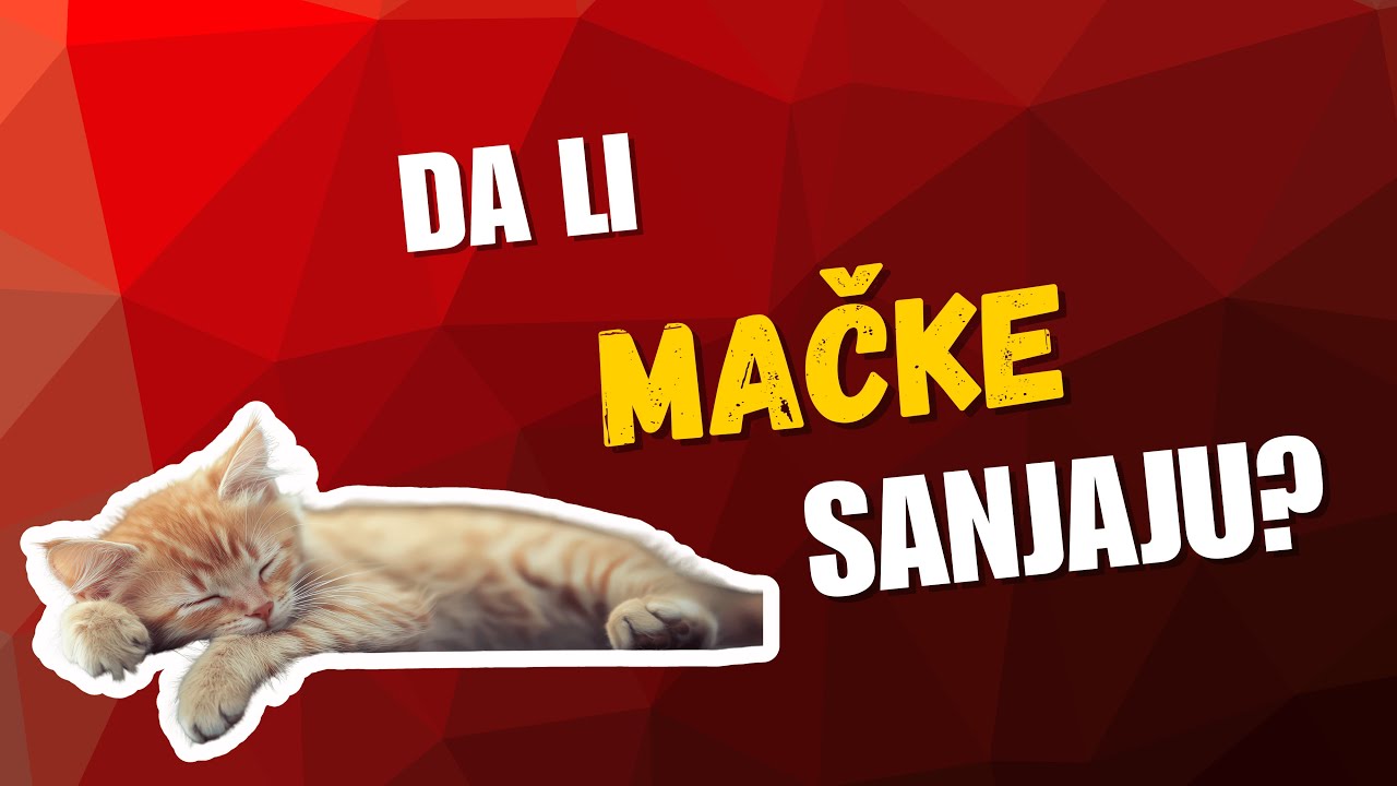 Sanjaju li mačke? (Šta rade dok spavaju)