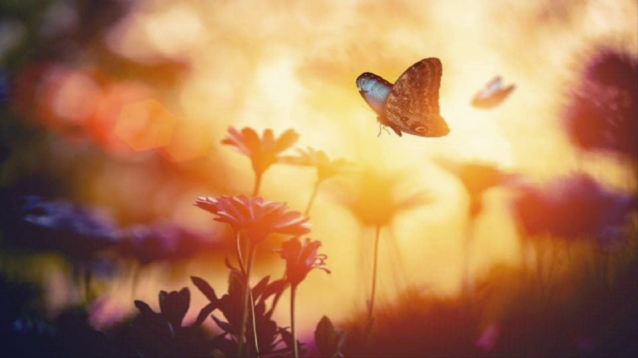 SFX - Butterfly Trip [Energy Sweep Mix]