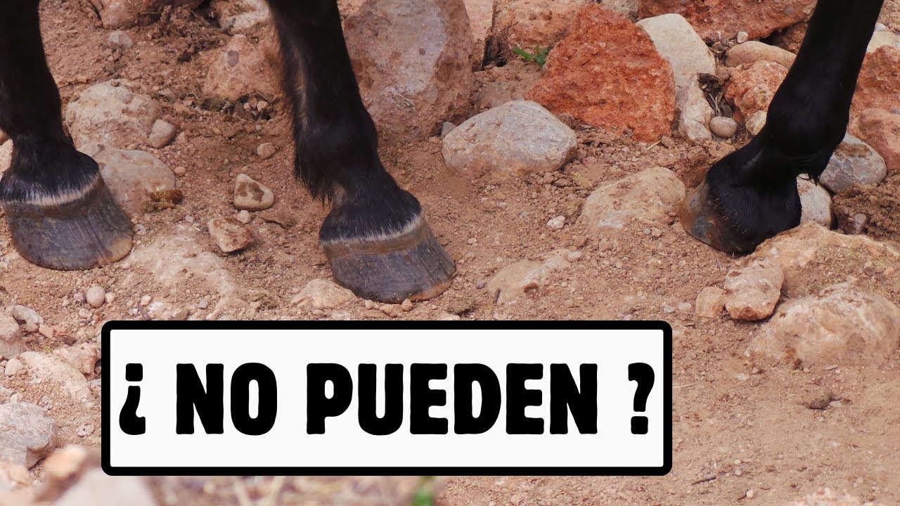 ¿Los Caballos Descalzos no Funcionan? Las 3 Verdades NO Contadas.