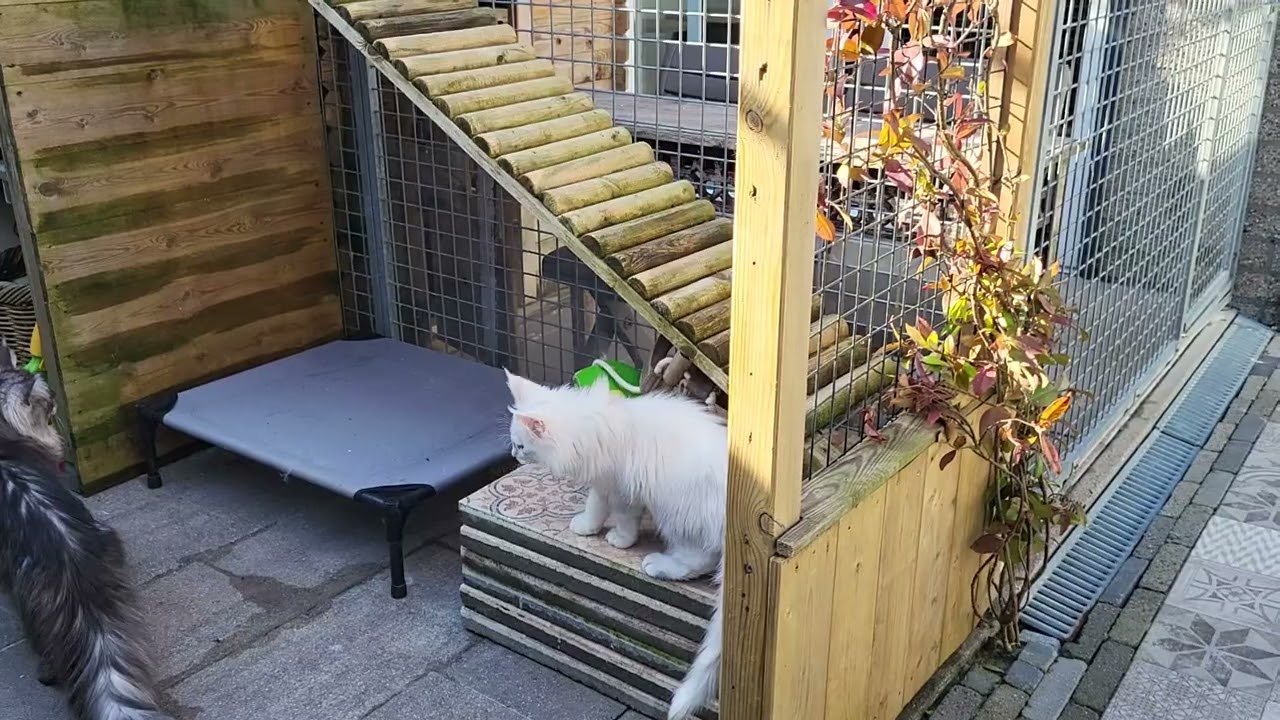 The Maine Coon kittens 