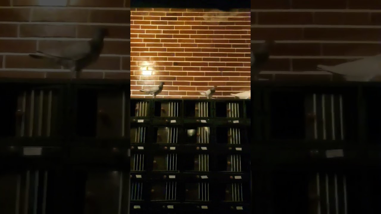 Do the best , Get your dream , Being kind to another.... this will make Beautiful Life #merpatibaron