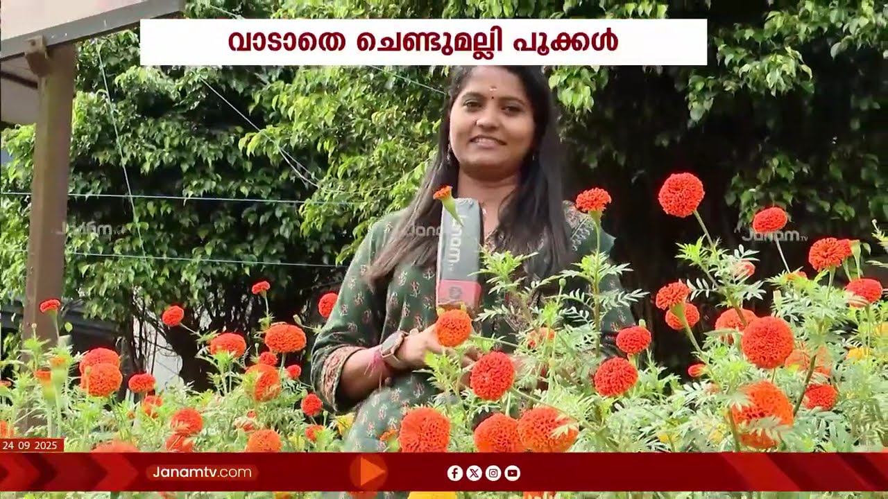 ഓണം കഴിഞ്ഞിട്ടും കോഴിക്കോട് KSRTC ബസ് സ്റ്റാൻഡിൽ ചെണ്ടുമല്ലി കാഴ്ചയുടെ വർണവിസ്മയം ഒരുക്കുകയാണ്