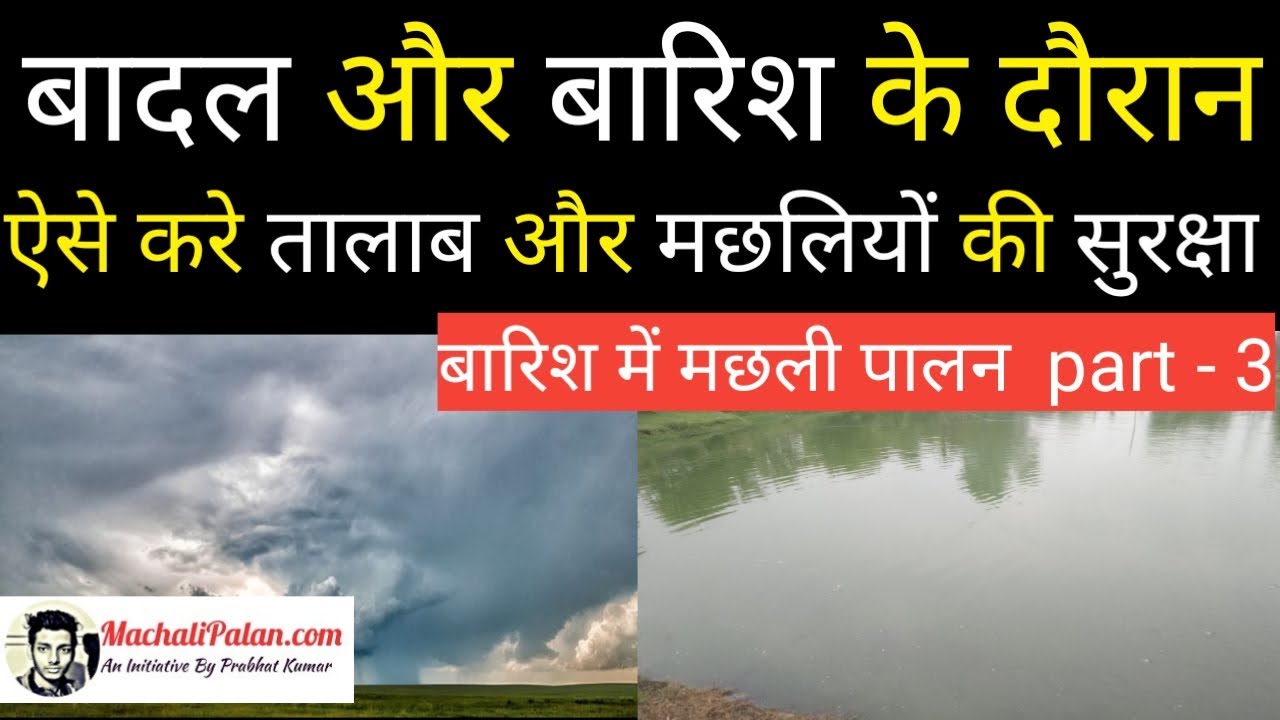 बारिश के दौरान ऐसे करे तालाब और मछलियों की सुरक्षा । fish farming in rainy season part - 3 । prabhat