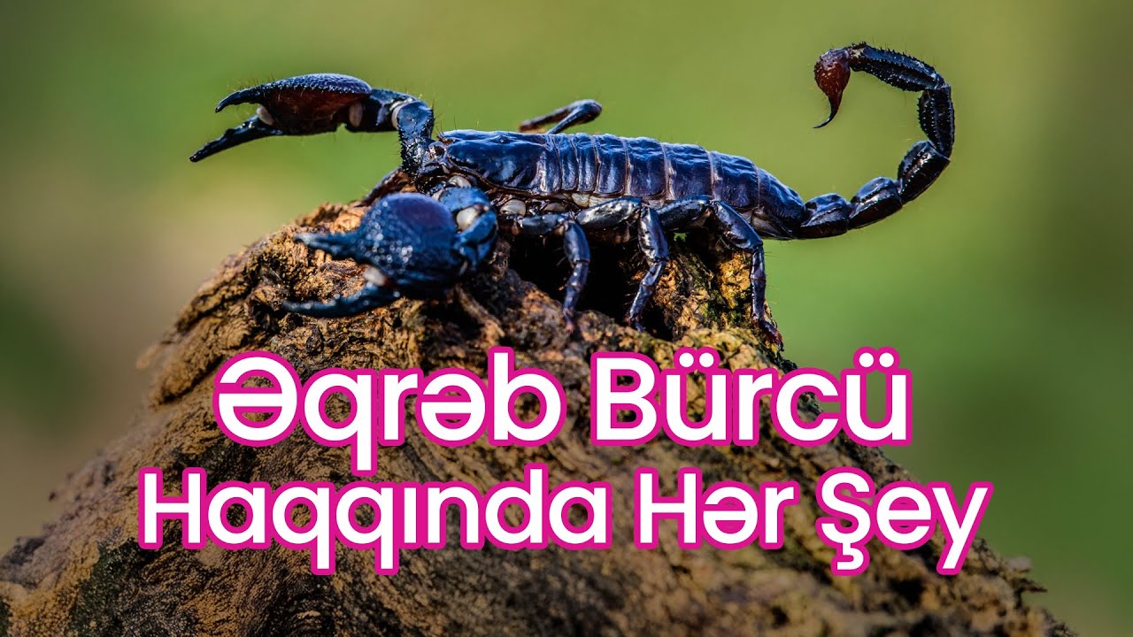 Ərqəb Bürcü Haqqında Hər Şey: İşarəsi, Xarakteri, Ayları və Uyğunluğu