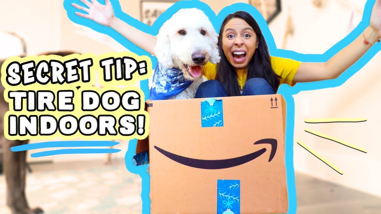 Exercise your Dog at HOME 🐶 No Yard, Raining? Do this!!!