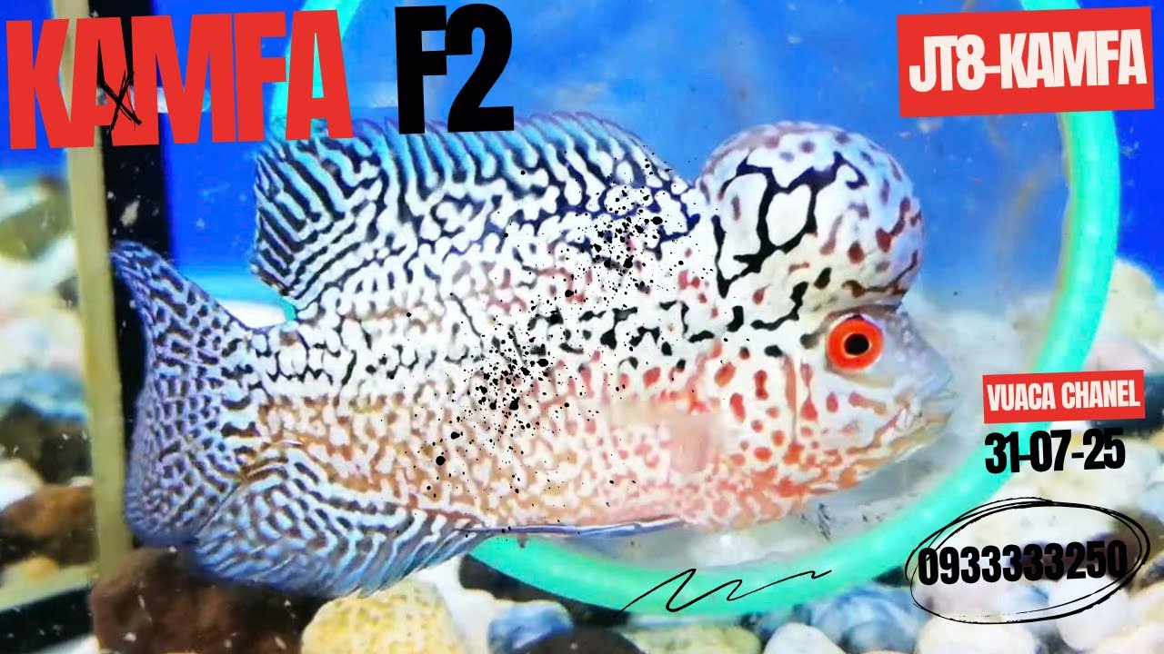 Bộ Sưu Tập Kamfa F2 Với Nhiều Sự Lựa Chọn Cho Anh Em Đam Mê ( JT8kamfa 0933333250)