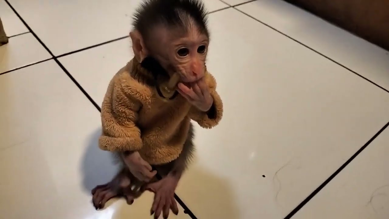 Anak Monyet lucu jinak.