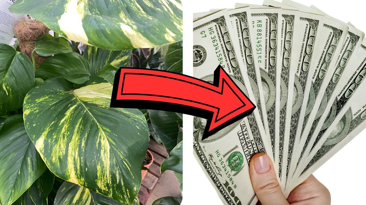 How to Make Money From Houseplants (Without Selling Them)