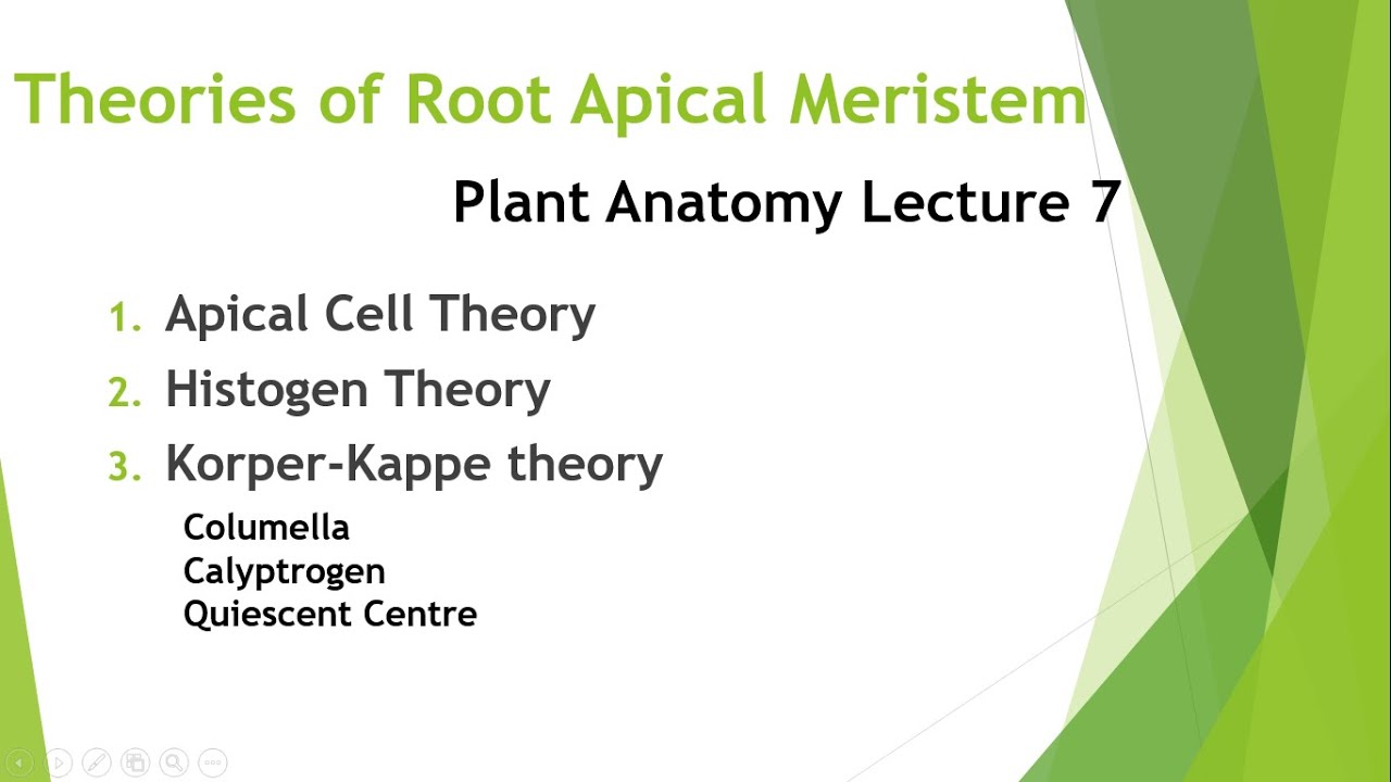 Theories of Root Apical Meristem
