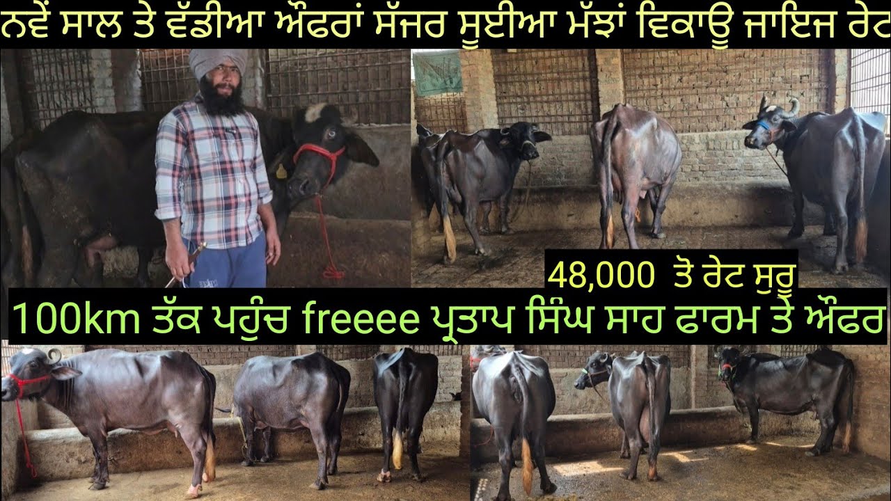 #ਤੋਕੜ