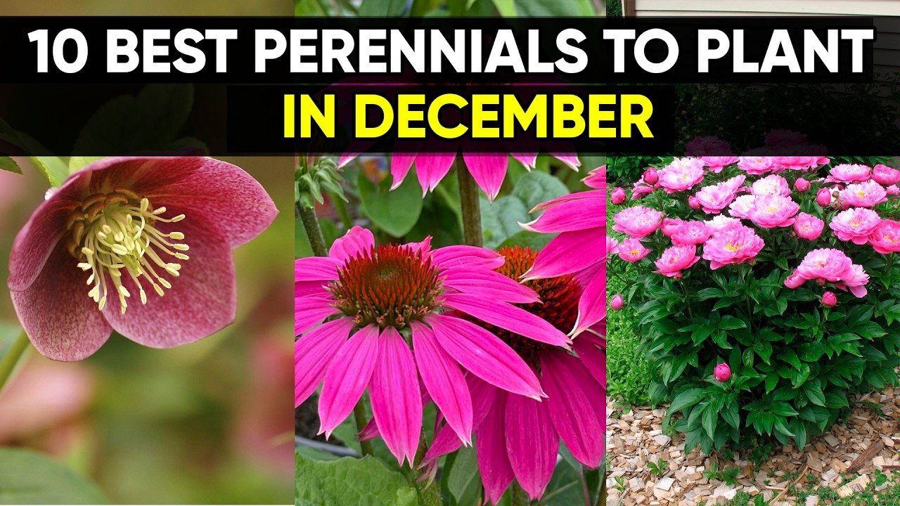 Grow Smarter: 10 Perennials to Plant Before Winter Ends!