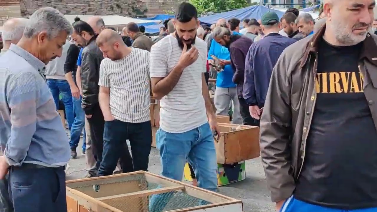 Edirnekapı kuş güvercin pazarında olanlar oldu.Güvercin kaçtı martılar peşine düştü akıbeti belirsiz