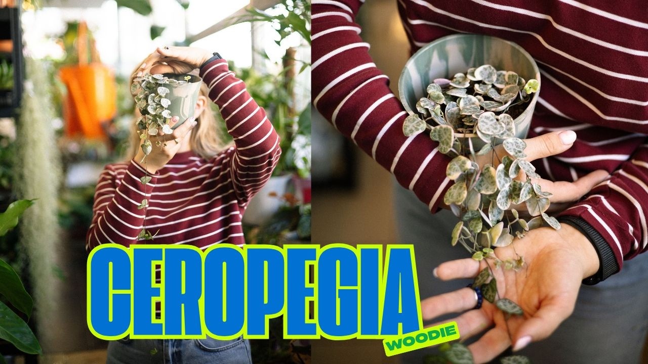 Ceropegia Woodii (Sznur Serc) – pielęgnacja, podlewanie i rozmnażanie | Jak ją zagęścić? 🩷🩷🩷