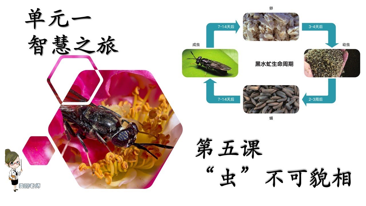 KSSR SEMAKAN 六年级华文 ，第五课《“虫”不可貌相》课文朗读